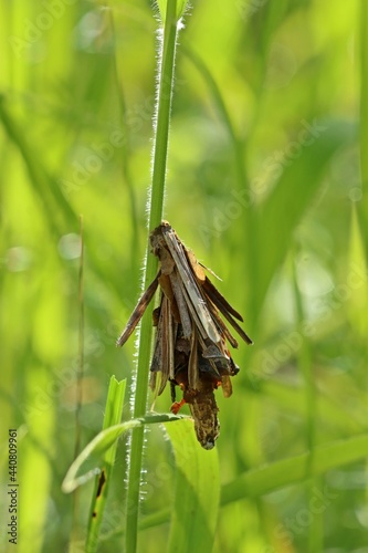 Raupe eines Echten Sackträgers (Psychidae) mit Kokon photo