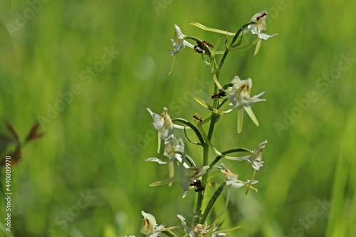 Ameisen melken Blattläuse auf Grünlicher Waldhyazinthe (Platanthera chlorantha)