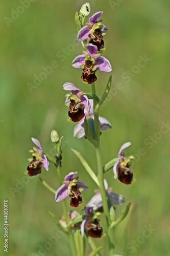 Hummel-Ragwurz (Ophrys holoserica).