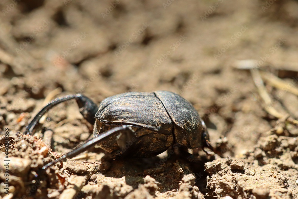 Matter Pillenwälzer oder Matter Pillendreher (Sisyphus schaefferi) Matter Pillenwälzer oder Matter Pillendreher (Sisyphus schaefferi)