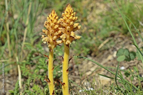 Sommerwurz (Orobanche spec.) photo