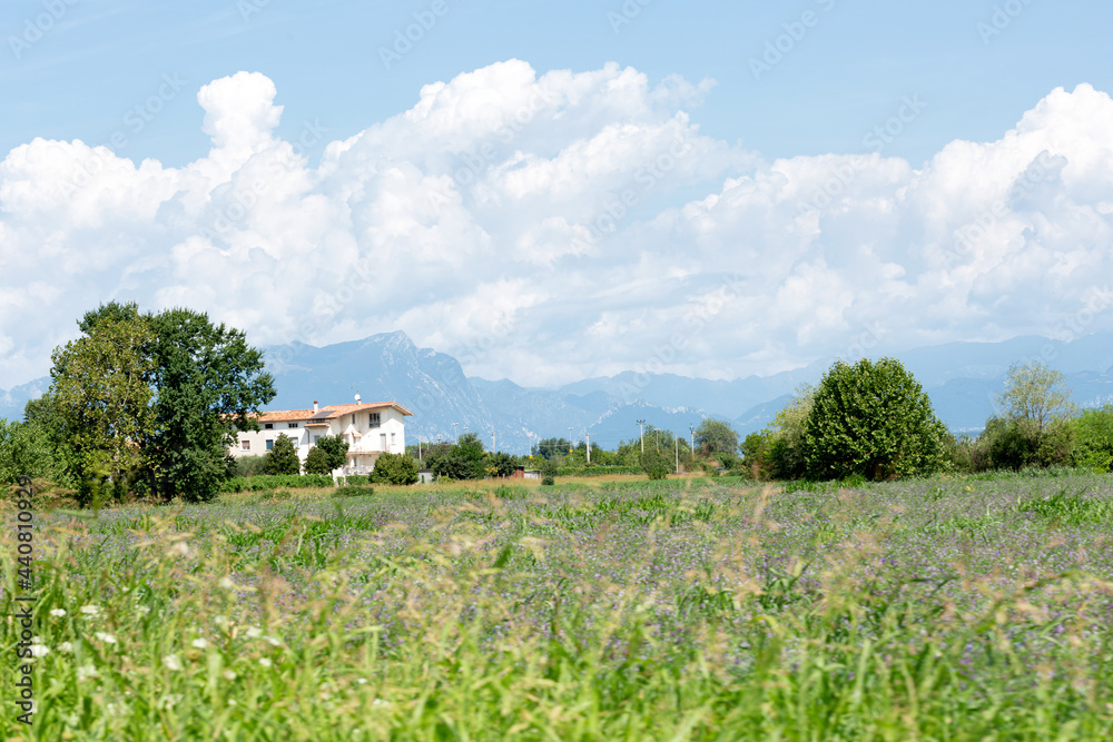 Typical landscape of Northern Italy. A lovely spring meadow with soft light and warmth. Typical landscape of Northern Italy. A lovely spring meadow with soft light and warmth.