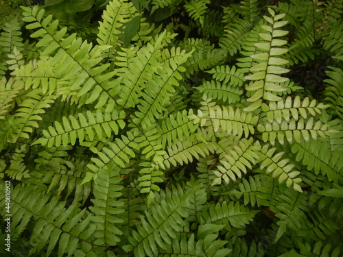 Close up photo of adiantum fern bright green leaves wallpaper