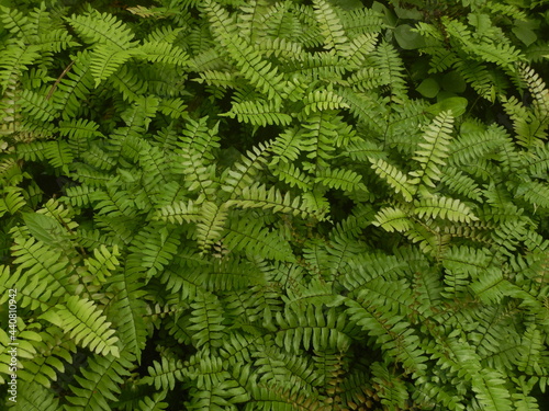 Adiantum fern leaf in forest background  wallpaper maidenhair fern
