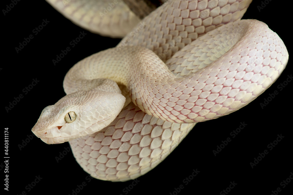 Fototapeta premium McGregor's pit viper (Trimeresurus mcgregori)