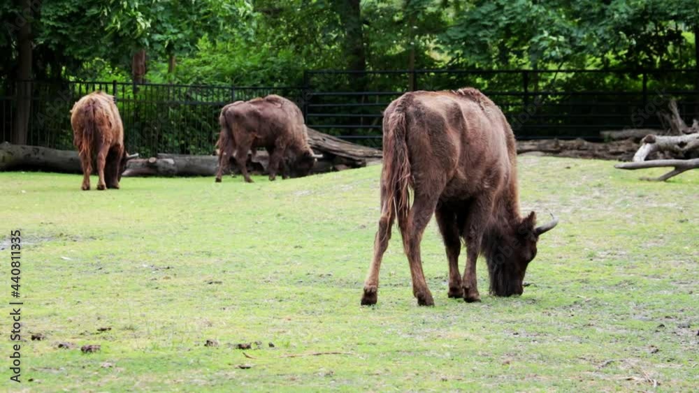Bison walk in the park and eat grass. A wild animal is protected by the laws of the country Bison walk in the park and eat grass. A wild animal is protected by the laws of the country