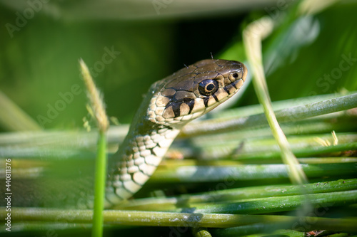 Young Grass snake