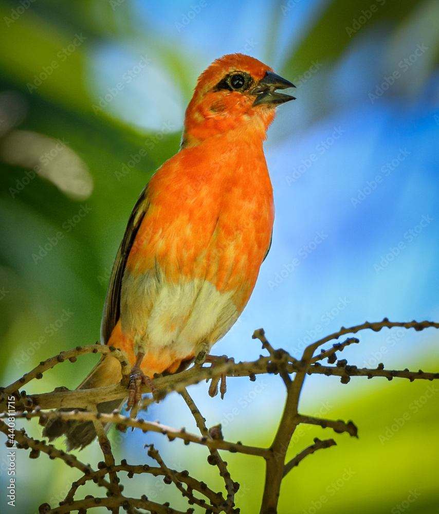 Bird on a branch