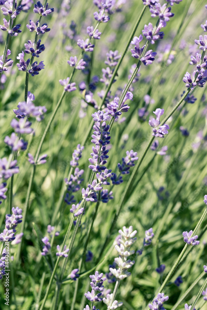 Obraz premium Selective focus on purple lavender flowers on blur background. Pastel colors background. Soft dreamy feel.