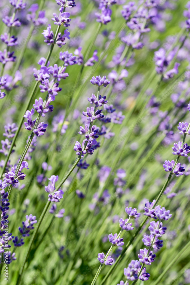 Fototapeta premium Selective focus on lavender flower in flower garden - lavender flowers illuminated by sunlight