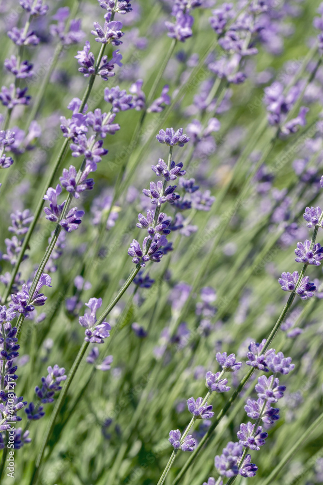 Naklejka premium Selective focus on purple lavender flowers on blur background. Pastel colors background. Soft dreamy feel.