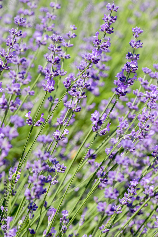 Obraz premium Beautiful lavender flower. Selective and soft focus on lavender flower. Lavender flowers lit by sunlight in flower garden