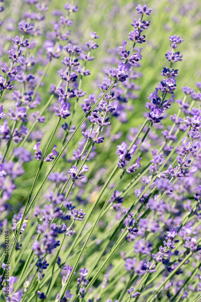 Selective focus on purple lavender flowers on blur background.  Pastel colors background. Soft dreamy feel.