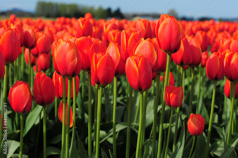 Obraz premium red tulip farm