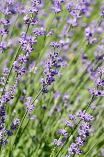Selective focus on lavender flower in flower garden - lavender flowers illuminated by sunlight