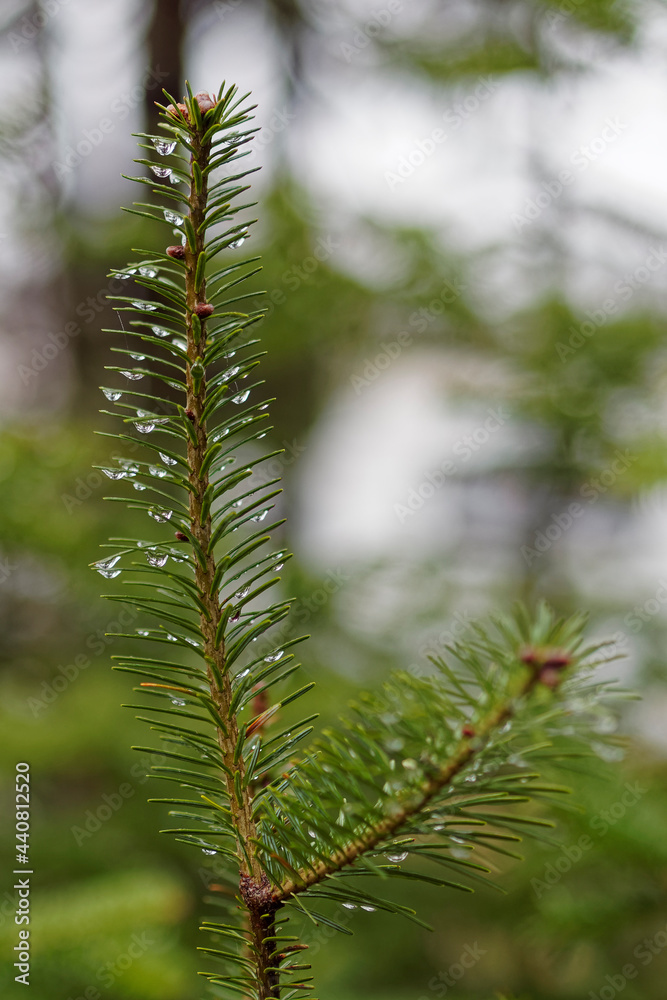 New growth of a Balsam fir (Abies balsamea) tree. The tree is covered with water from rain.
