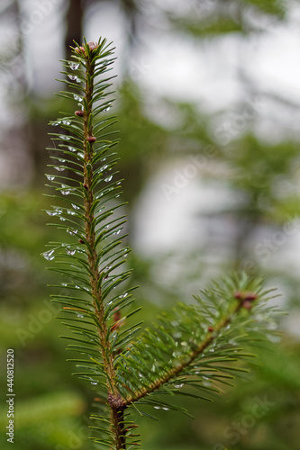 New growth of a Balsam fir (Abies balsamea) tree. The tree is covered with water from rain. © ggw
