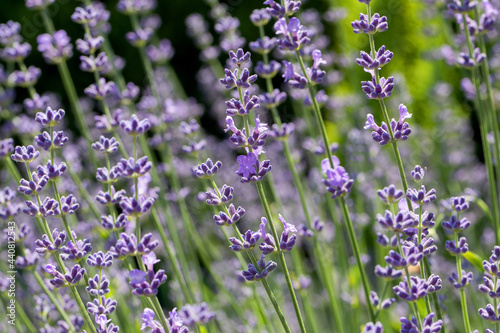 Beautiful lavender flower. Selective and soft focus on lavender flower. Lavender flowers lit by sunlight in flower garden