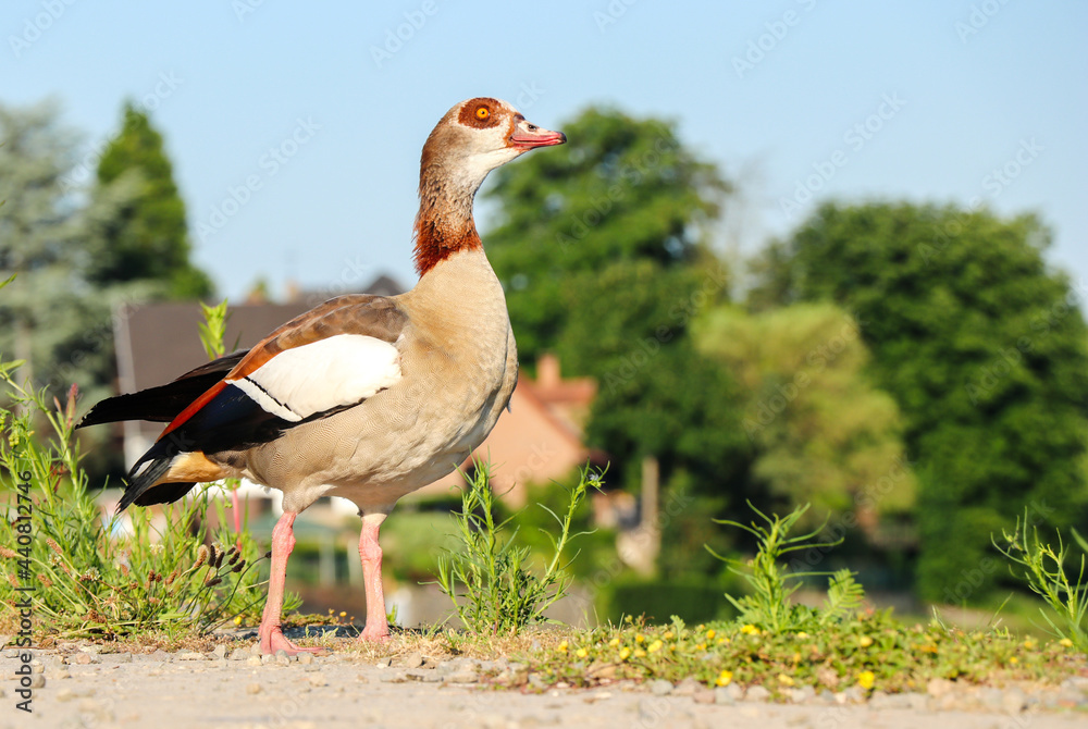 close up of beautiful egyptian gooses with beautiful colors standing in front of the Meuse river in Europe in summer season. close up of beautiful egyptian gooses with beautiful colors standing in front of the Meuse river in Europe in summer season.