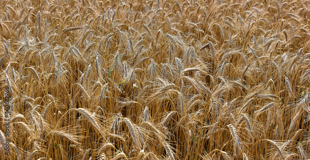 Wheat field against the blue sky. Harvest. Wheat field against the blue sky. Harvest.