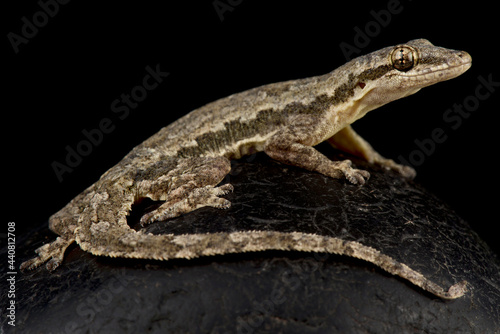 Flat-tailed house gecko  Hemidactylus platyurus 