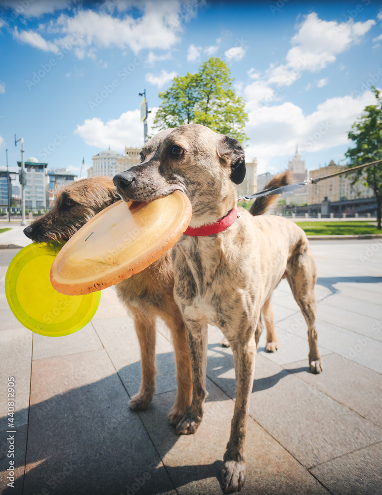 Naklejka premium Two dogs walking on a leash in summer city street holding flying disc in their mouth
