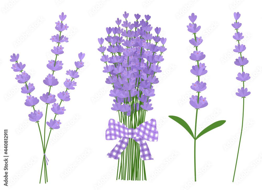Obraz premium Bouquets Lavender flowers vector illustration. Provence wildflowers