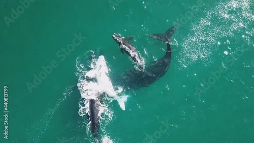 Southern right whales, mother and calf, drone view, Cape Town, South Africa photo