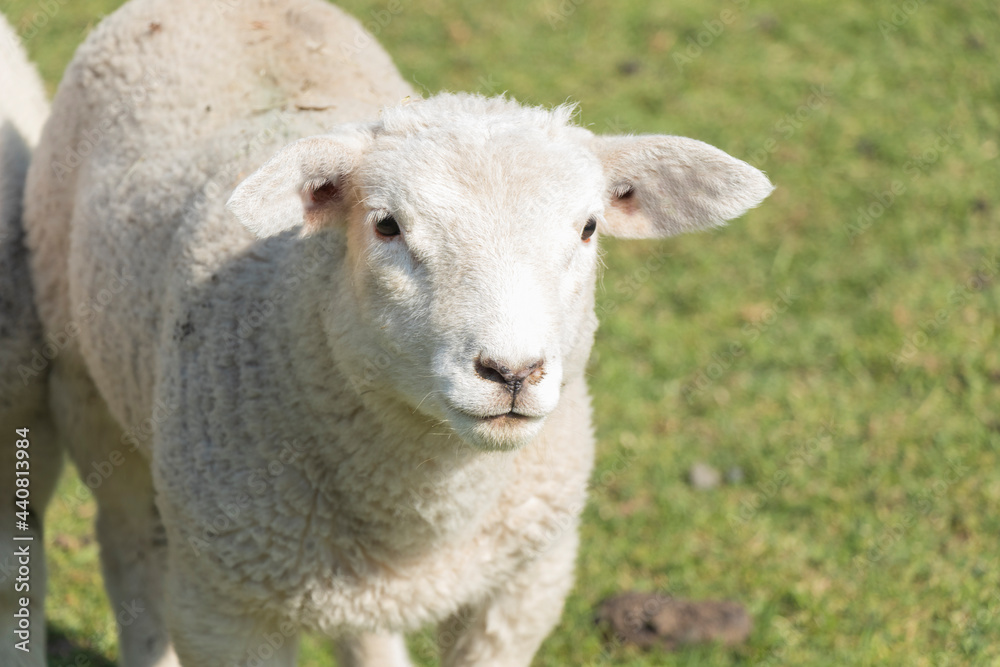 close up of little two young sheep standing on the green grass in spring season. close up of little two young sheep standing on the green grass in spring season.