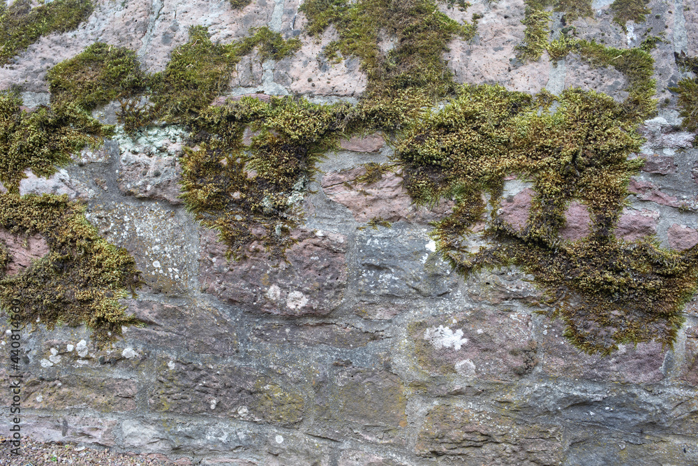 Obraz premium moss on stone wall weathered
