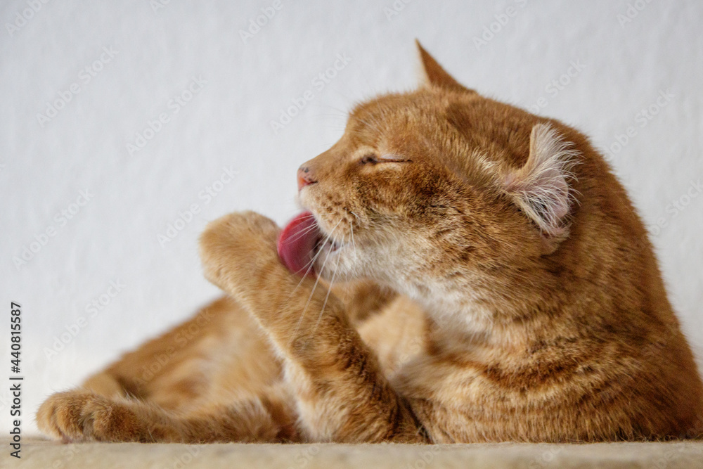 cat cleaning