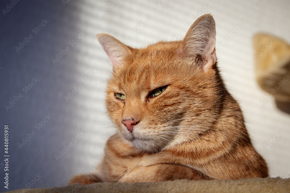 cat closeup