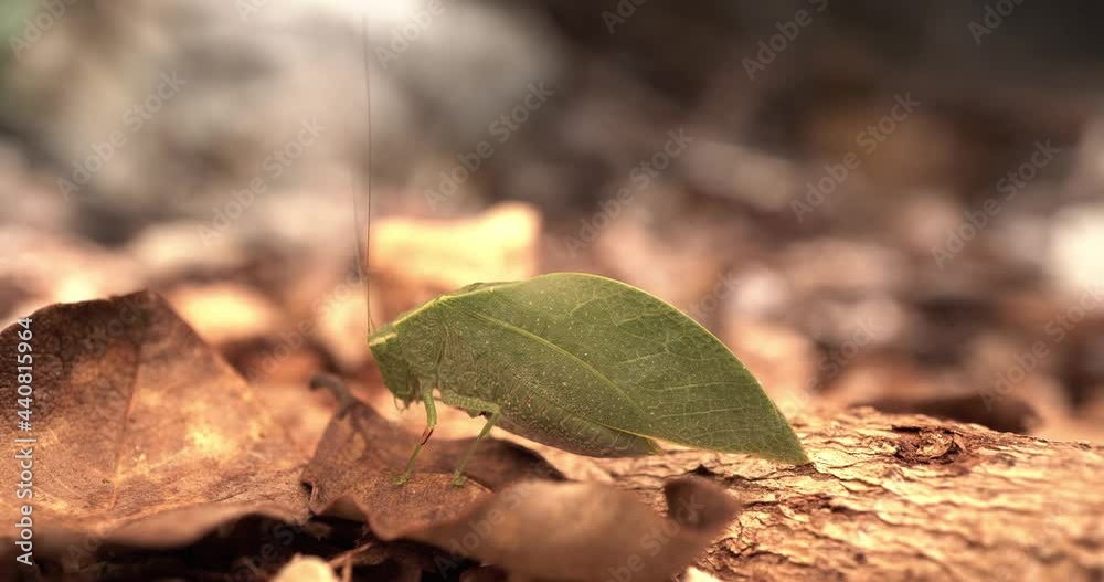 Insecto Saltamontes hoja verde Insecto Saltamontes hoja verde