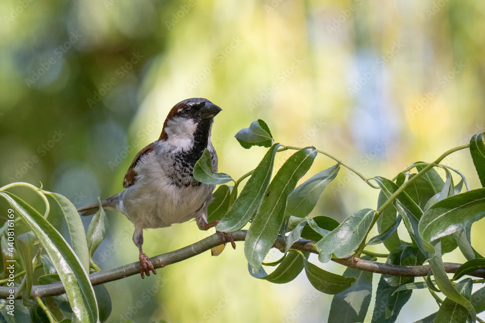 Der Neugierige | The curious One