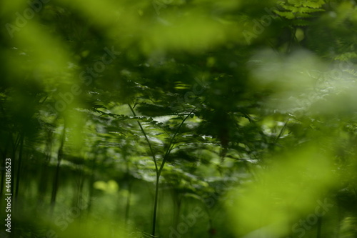 Fern leaves. Selective focus. Tropical leaf. Close-up of nature against the background of green leaves and palm trees. 