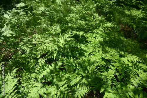 Fern leaves. Selective focus. Tropical leaf. Close-up of nature against the background of green leaves and palm trees. 