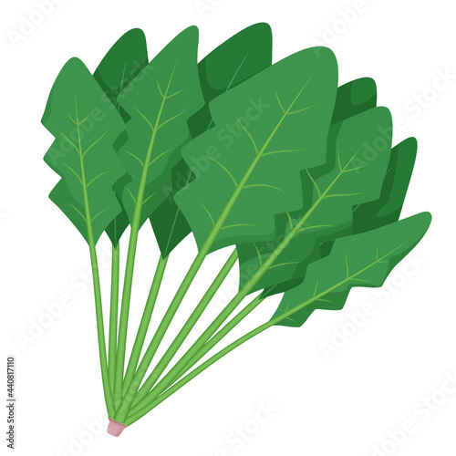 ほうれん草のイラスト_東洋種