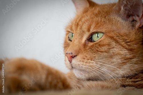 Wallpaper Mural close up of a redhead cat Torontodigital.ca
