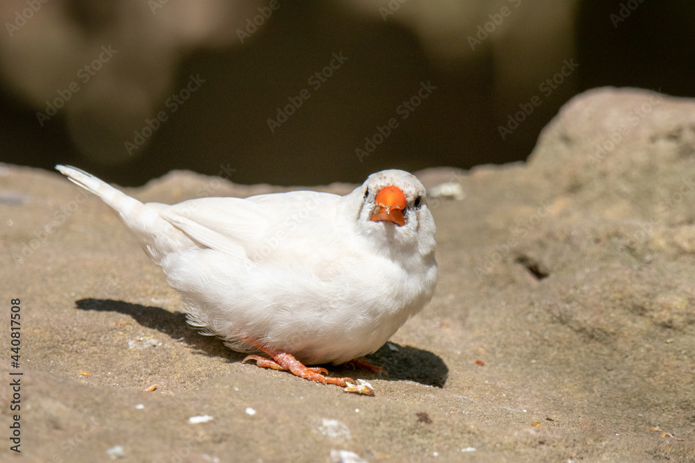 zebra finch on a rock