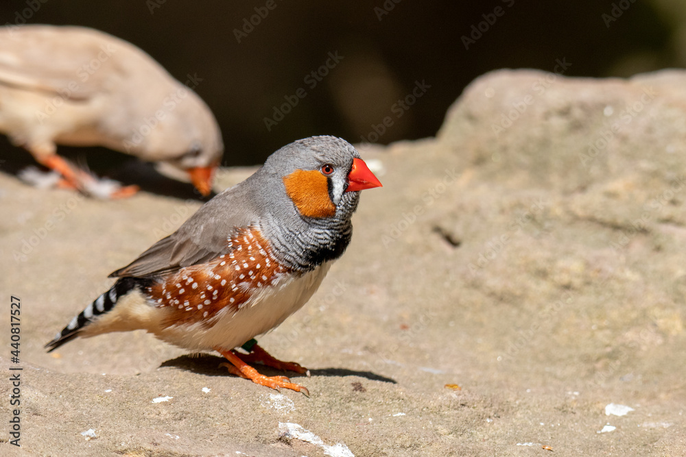 zebra finch on a rock