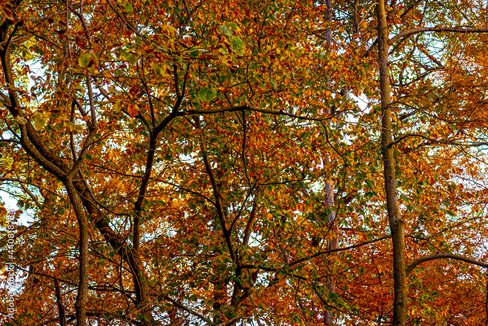 the trees are changing the trees are changing