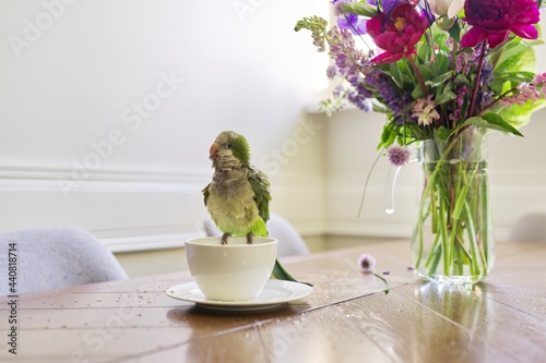 Wet green parrot bathing in cup, bird enjoying bath, pet quaker parrot on table