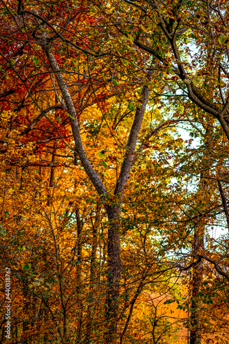 brilliant fall colors