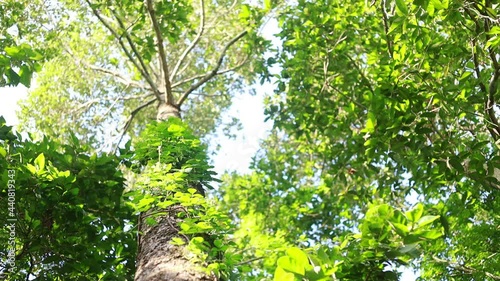 bokeh High treetop of tropical Yang Na trees (Dipterocarpus alatus Roxb. in science name)   in countryside of Thailand photo