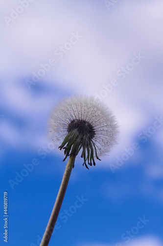 dandelion flower, Dandelion flower with a background of blue sky and clouds