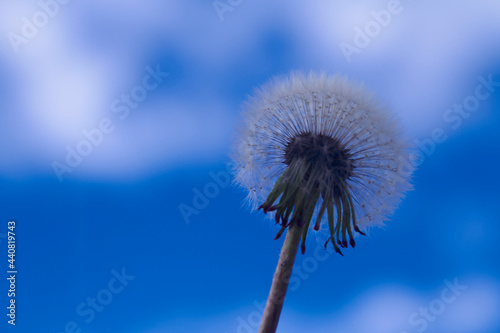 dandelion flower, Dandelion flower with a background of blue sky and clouds