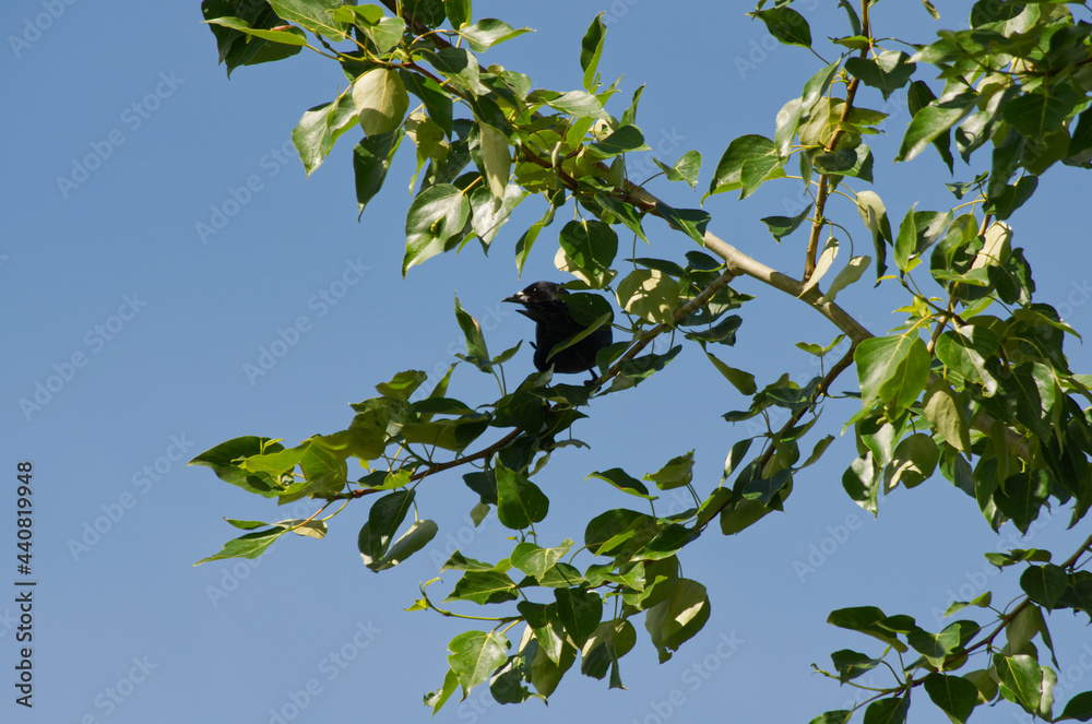 A Red-Winged Blackbird in a Tree
