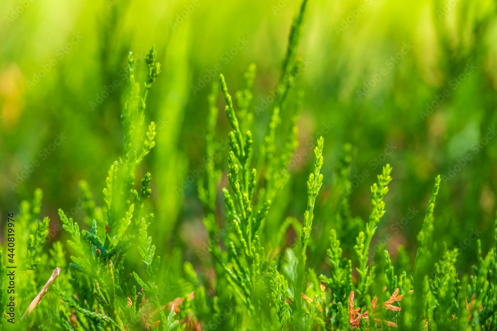 Green branches and young leaves of a thuja tree. Green branches and young leaves of a thuja tree.