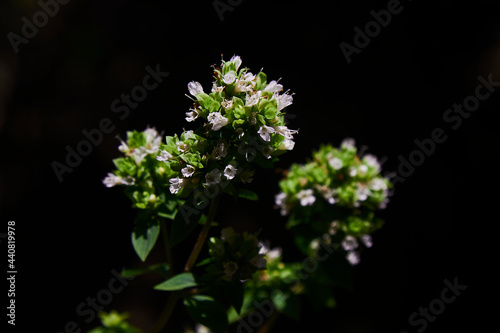 Oregano flowers, Oregano flower in front of a black background