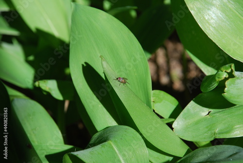Large  wide leaves of lily of the valley. Several green wide large flies of the lily of the valley flower grow next to each other on the same leaf a fly sits. The leaves are illuminated by sun.